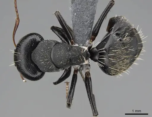 Camponotus grandidieri specimen CASENT0785526 image casent0785526_1