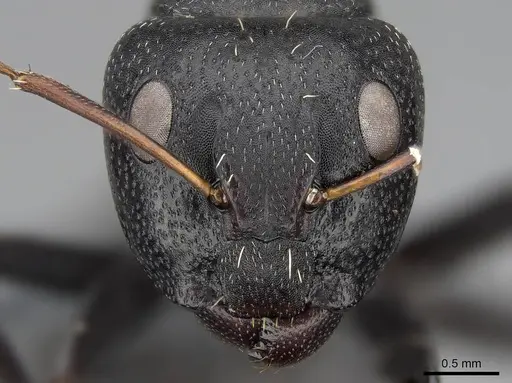 Camponotus grandidieri specimen CASENT0785526 image casent0785526_2