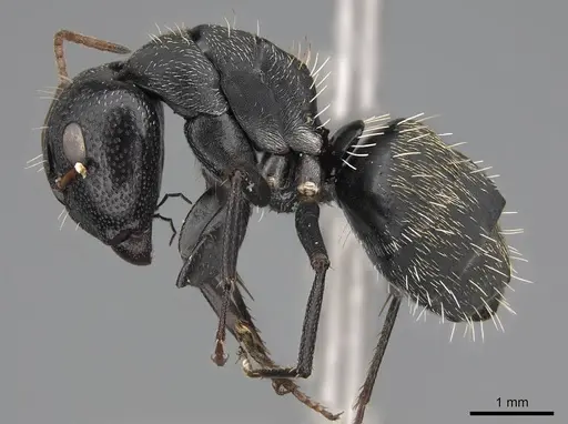 Camponotus grandidieri specimen CASENT0785526 image casent0785526_3