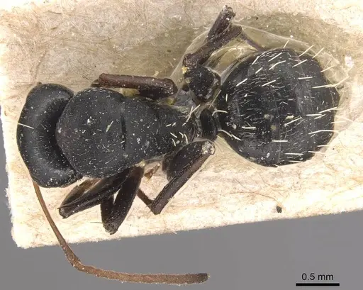 Camponotus grandidieri specimen CASENT0905423 image casent0905423_1