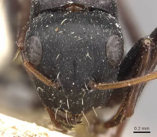 Camponotus grandidieri specimen CASENT0905423 image casent0905423_2