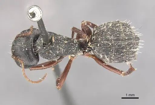 Camponotus grandidieri specimen CASENT0910481 image casent0910481_1