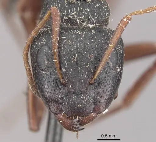 Camponotus grandidieri specimen CASENT0910481 image casent0910481_2