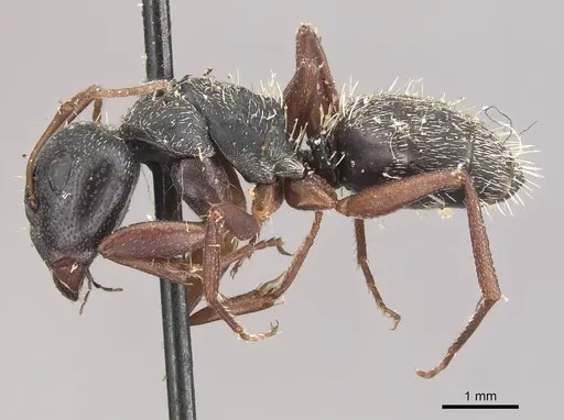 Camponotus grandidieri specimen CASENT0910481 image casent0910481_3