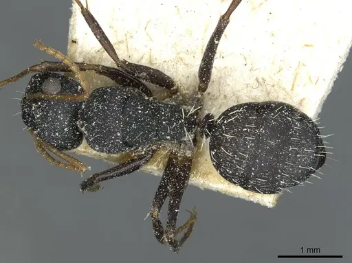 Camponotus grandidieri specimen CASENT0911862 image casent0911862_1