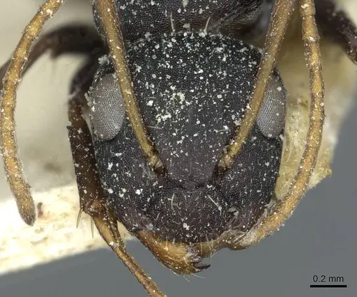 Camponotus grandidieri specimen CASENT0911862 image casent0911862_2