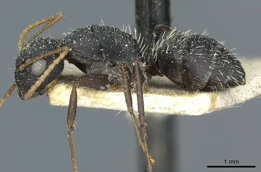 Camponotus grandidieri specimen CASENT0911862 image casent0911862_3