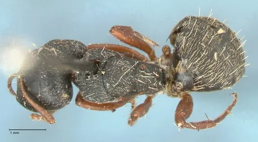 Camponotus grandidieri specimen FOCOL2319 image focol2319_1