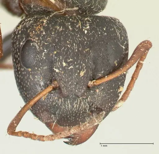 Camponotus grandidieri specimen FOCOL2319 image focol2319_2