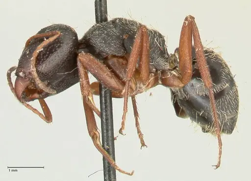 Camponotus grandidieri specimen FOCOL2319 image focol2319_3