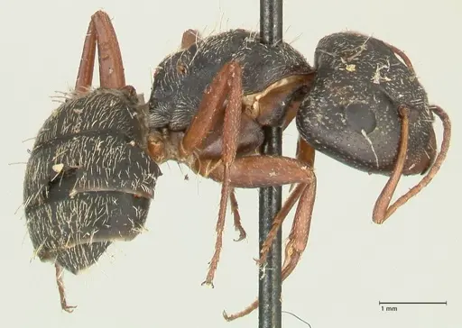 Camponotus grandidieri specimen FOCOL2319 image focol2319_4