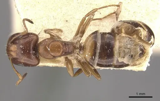 Camponotus greeni specimen CASENT0910540 image casent0910540_1