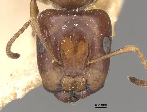 Camponotus greeni specimen CASENT0910540 image casent0910540_2