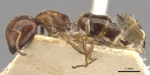 Camponotus greeni specimen CASENT0910540 image casent0910540_3