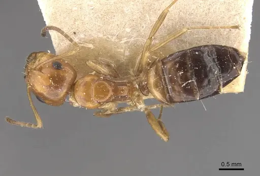 Camponotus greeni specimen CASENT0910541 image casent0910541_1