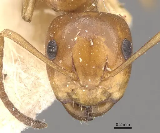 Camponotus greeni specimen CASENT0910541 image casent0910541_2