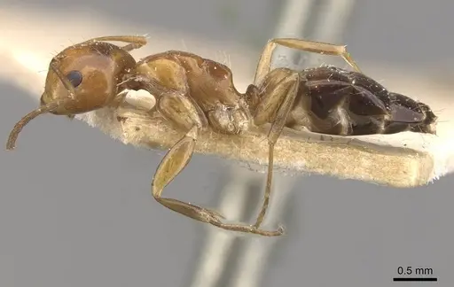 Camponotus greeni specimen CASENT0910541 image casent0910541_3
