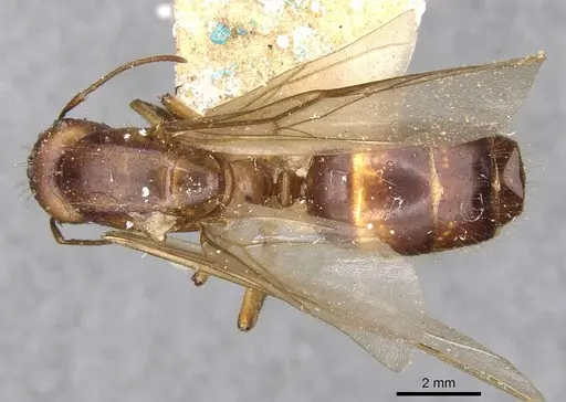 Camponotus gretae specimen CASENT0910537 image casent0910537_1