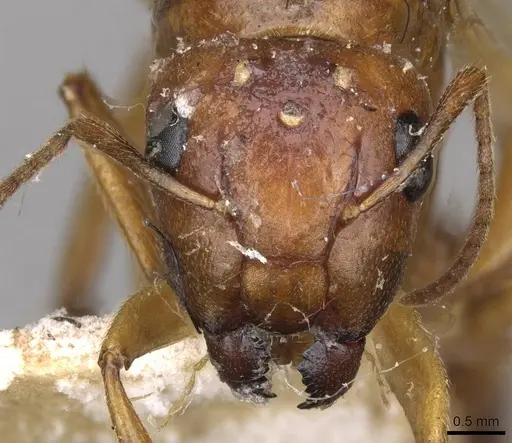 Camponotus gretae specimen CASENT0910537 image casent0910537_2