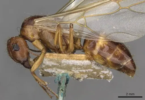 Camponotus gretae specimen CASENT0910537 image casent0910537_3