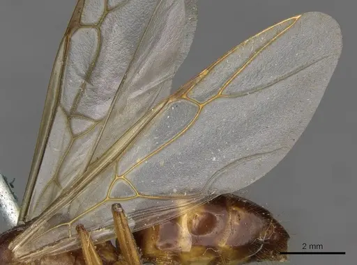Camponotus gretae specimen CASENT0910537 image casent0910537_4
