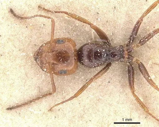 Camponotus guanchus specimen CASENT0911695 image casent0911695_1