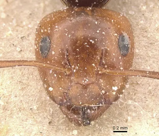 Camponotus guanchus specimen CASENT0911695 image casent0911695_2