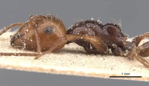 Camponotus guanchus specimen CASENT0911695 image casent0911695_3