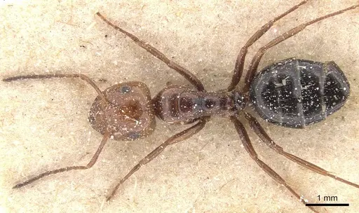 Camponotus guanchus specimen CASENT0912189 image casent0912189_1