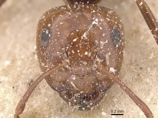 Camponotus guanchus specimen CASENT0912189 image casent0912189_2