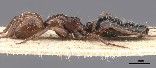 Camponotus guanchus specimen CASENT0912189 image casent0912189_3