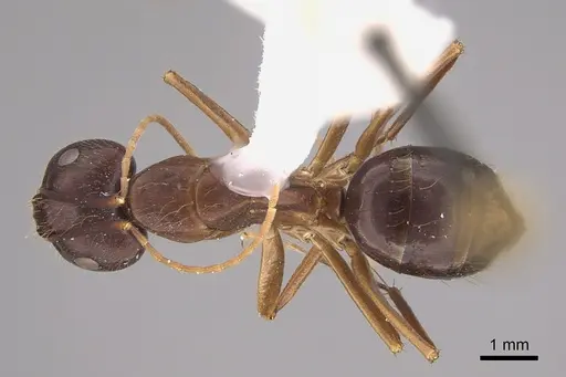 Camponotus guatemalensis specimen CASENT0217683 image casent0217683_1