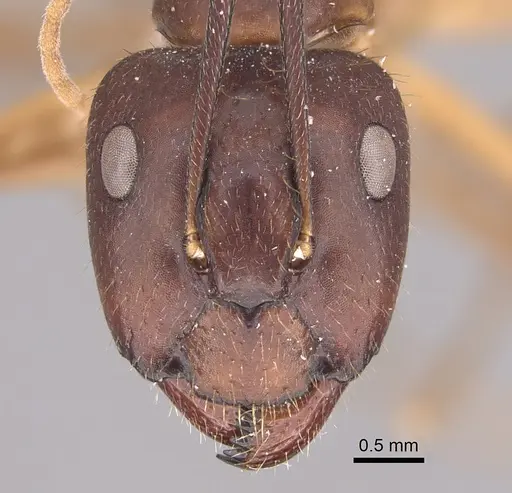 Camponotus guatemalensis specimen CASENT0217683 image casent0217683_2