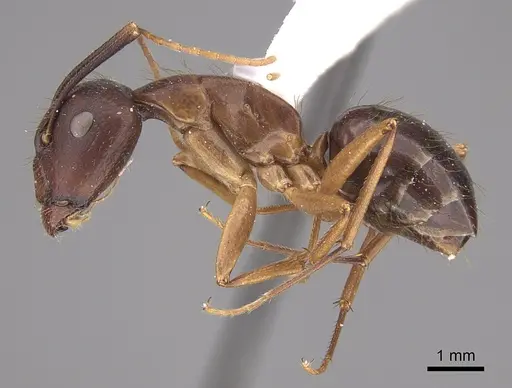 Camponotus guatemalensis specimen CASENT0217683 image casent0217683_3
