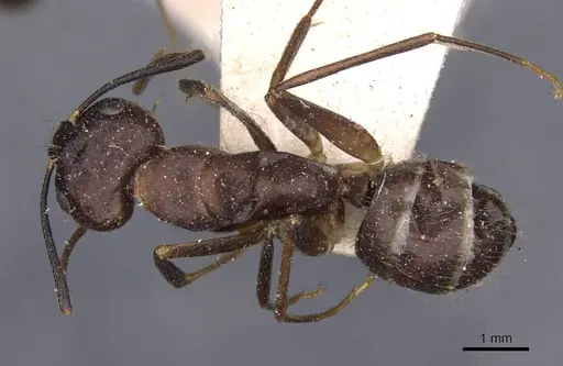 Camponotus guatemalensis specimen CASENT0910009 image casent0910009_1