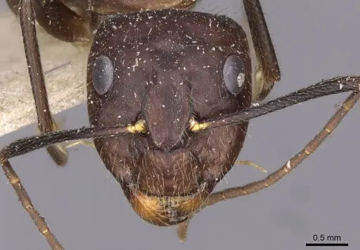 Camponotus guatemalensis specimen CASENT0910009 image casent0910009_2