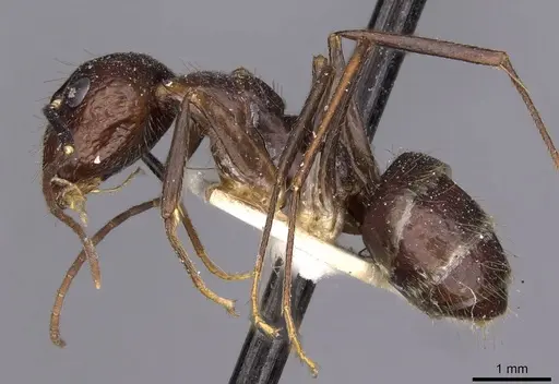 Camponotus guatemalensis specimen CASENT0910009 image casent0910009_3