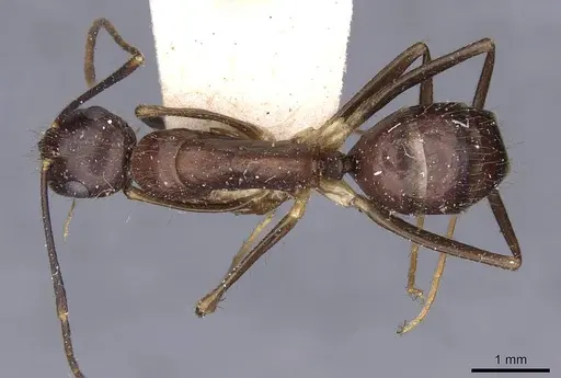 Camponotus guatemalensis specimen CASENT0910010 image casent0910010_1