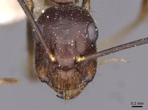 Camponotus guatemalensis specimen CASENT0910010 image casent0910010_2