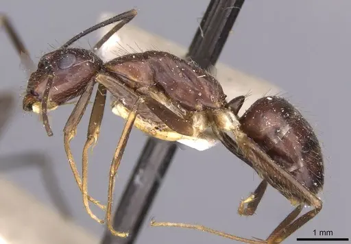 Camponotus guatemalensis specimen CASENT0910010 image casent0910010_3