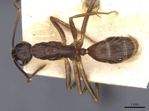 Camponotus guatemalensis specimen CASENT0910011 image casent0910011_1