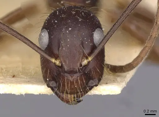 Camponotus guatemalensis specimen CASENT0910011 image casent0910011_2
