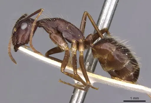 Camponotus guatemalensis specimen CASENT0910011 image casent0910011_3