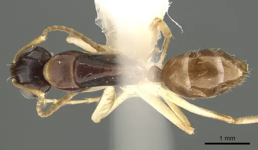 Camponotus guidae specimen CASENT0915759 image casent0915759_1