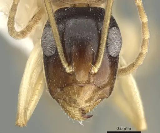 Camponotus guidae specimen CASENT0915759 image casent0915759_2