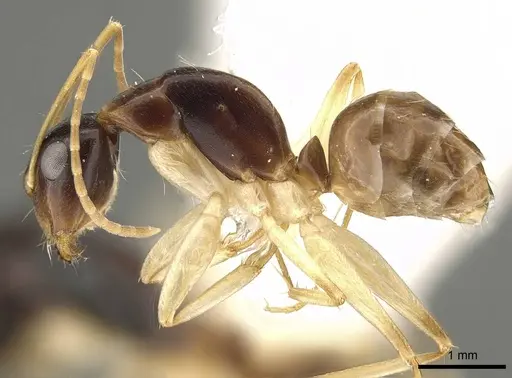 Camponotus guidae specimen CASENT0915759 image casent0915759_3