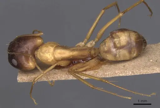 Camponotus guttatus specimen CASENT0905280 image casent0905280_1