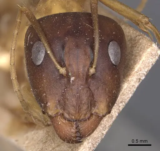 Camponotus guttatus specimen CASENT0905280 image casent0905280_2