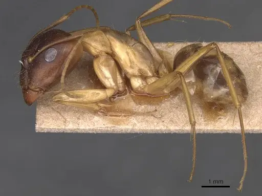 Camponotus guttatus specimen CASENT0905280 image casent0905280_3