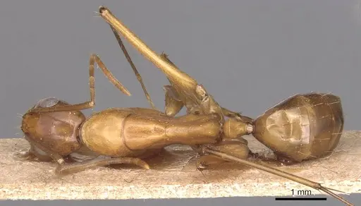 Camponotus guttatus specimen CASENT0905281 image casent0905281_1